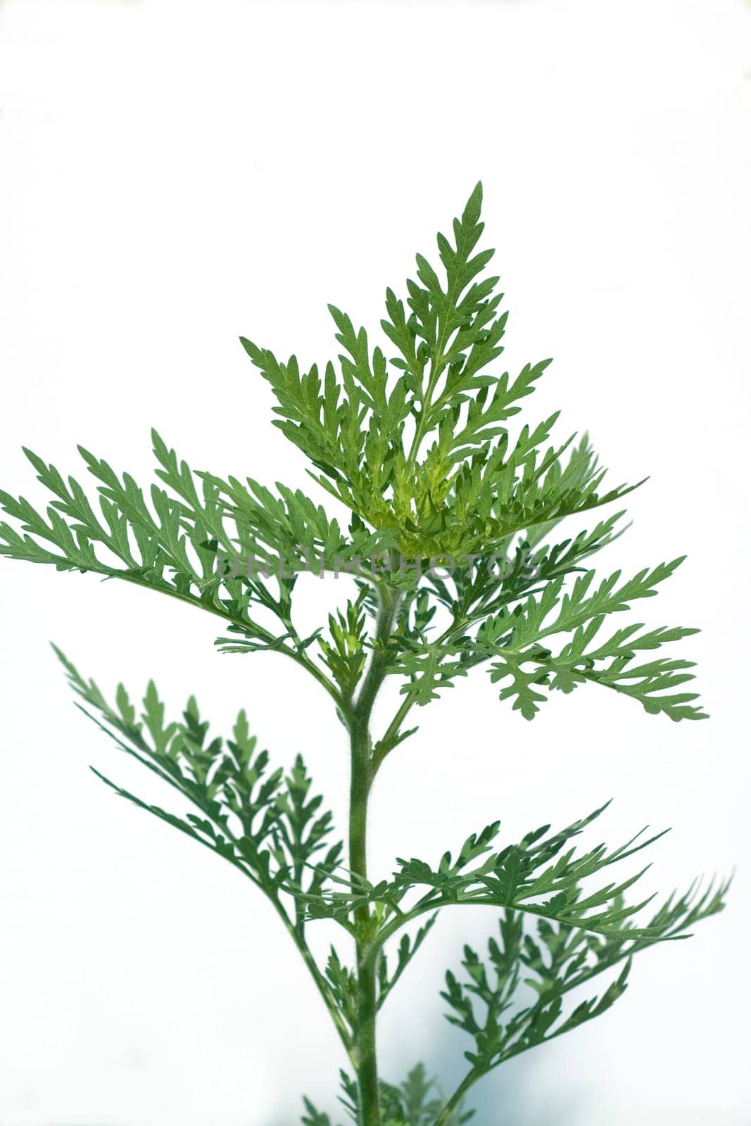 Ambrosia, Ambrosia artemisiifolia