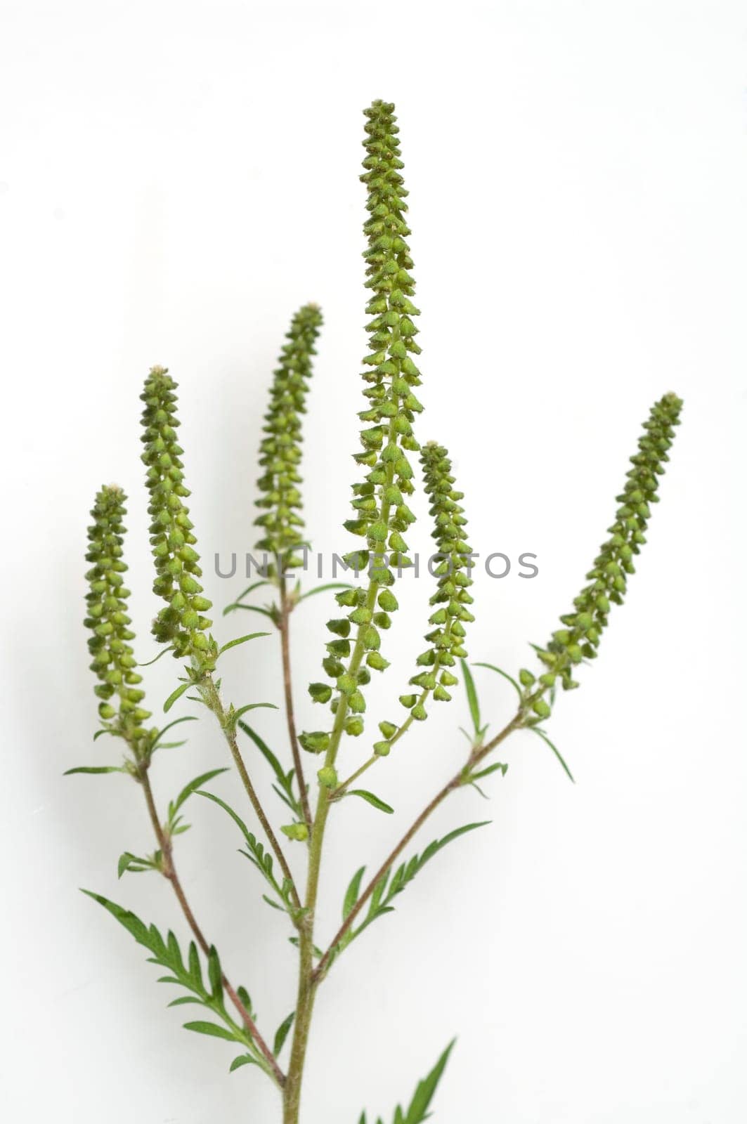 Ambrosiabluete, Ambrosia, artemisiifolia, Aufrechtes, Traubenkraut