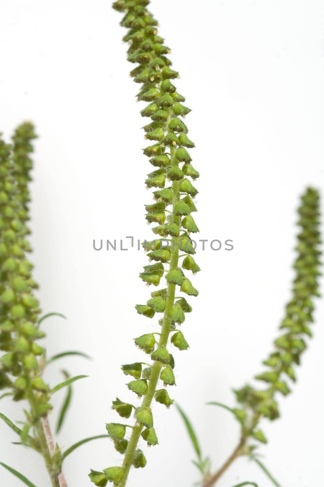 Ambrosiabluete, Ambrosia, artemisiifolia, Aufrechtes, Traubenkraut