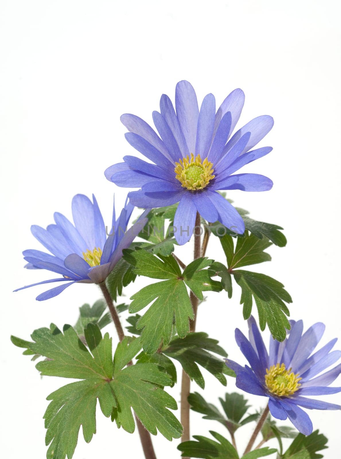 Strahlenanemone, Anemone Blanda