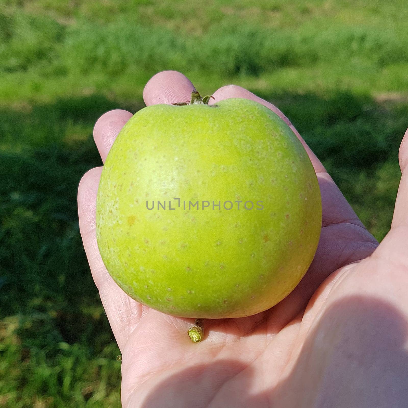 Ananasrenette, Herzapfel, Apfel, Malus, domestica, Alte Apfelsorte