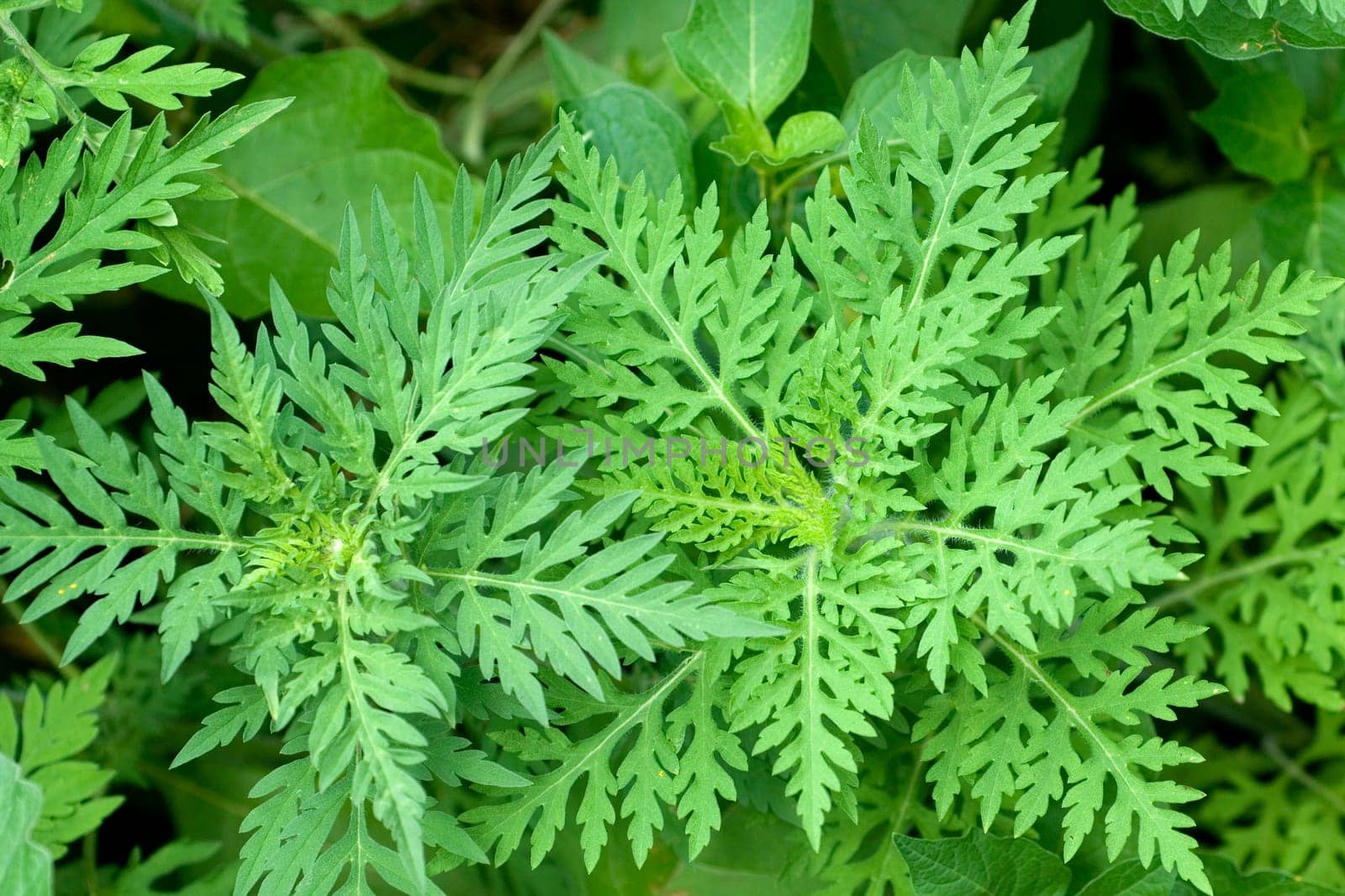 Ambrosiabluete, Ambrosia, artemisiifolia, Aufrechtes, Traubenkraut
