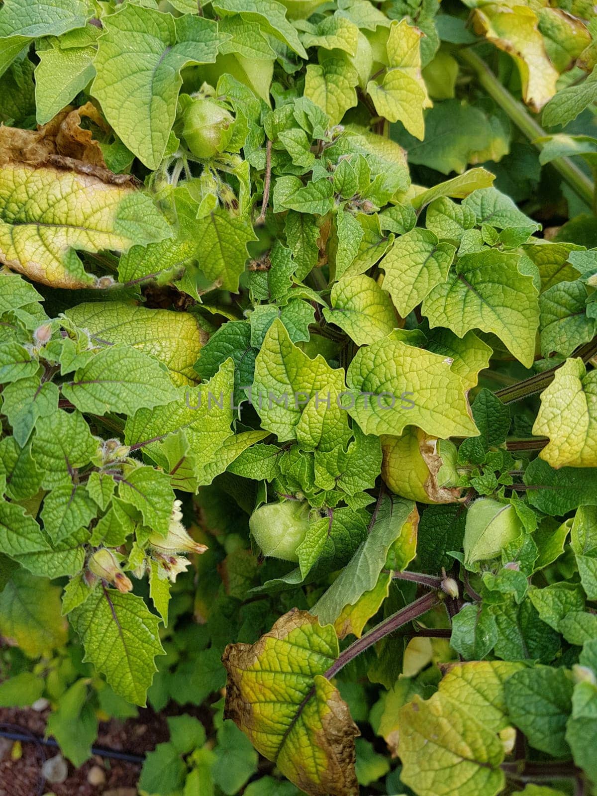 Ananaskirsche, Physalis, pruinosa, Preciosa, Lampionblume