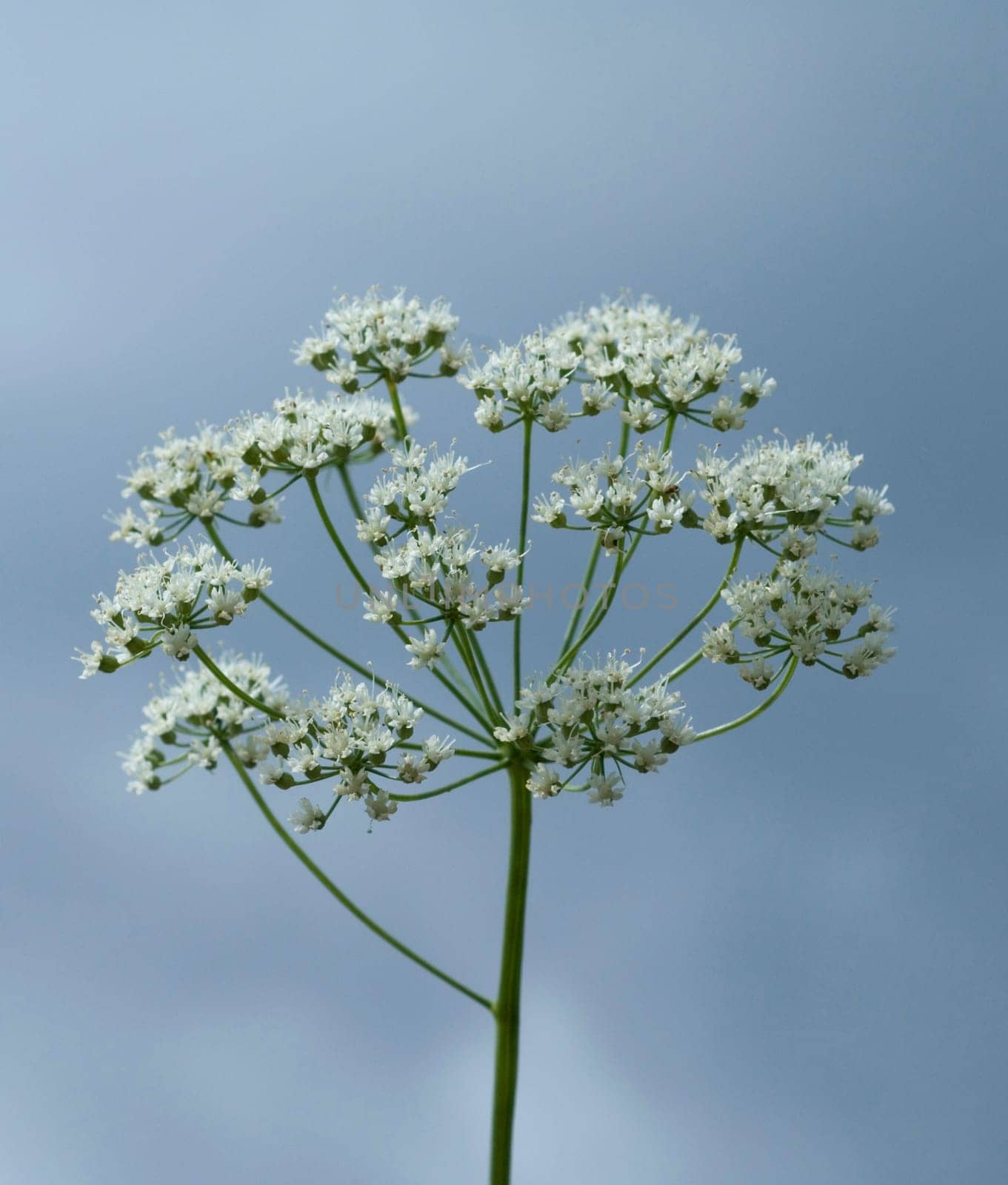 Anis  Pimpinella anisum  Anisbluete