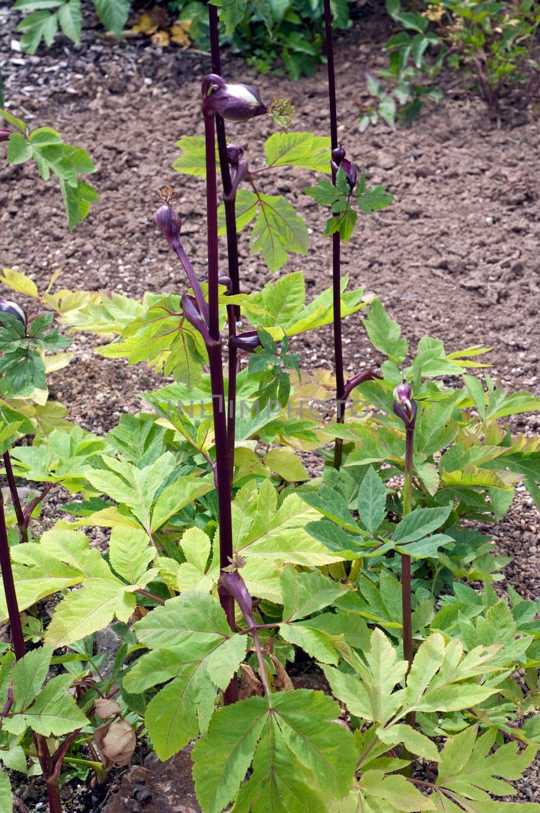 Rote Engelwurz, Angelica gigas
