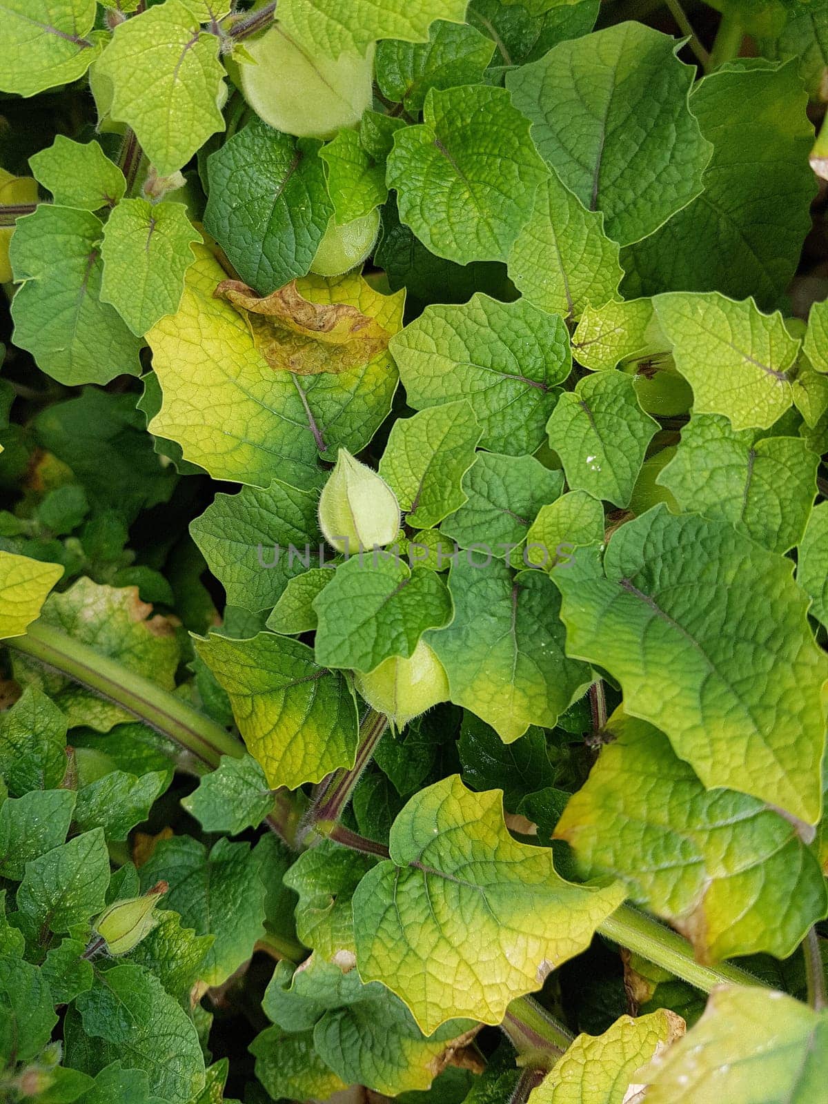 Ananaskirsche, Physalis, pruinosa, Preciosa, Lampionblume