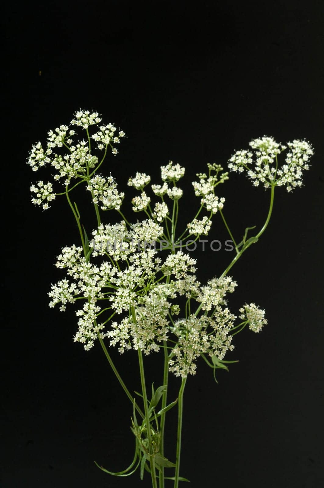 Anis, Pimpinella anisum