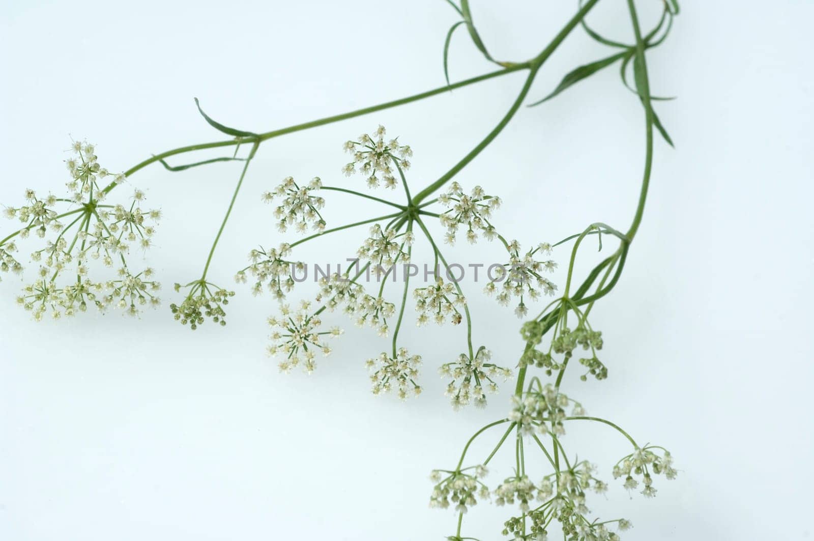 Anis  Pimpinella anisum  Anisbluete