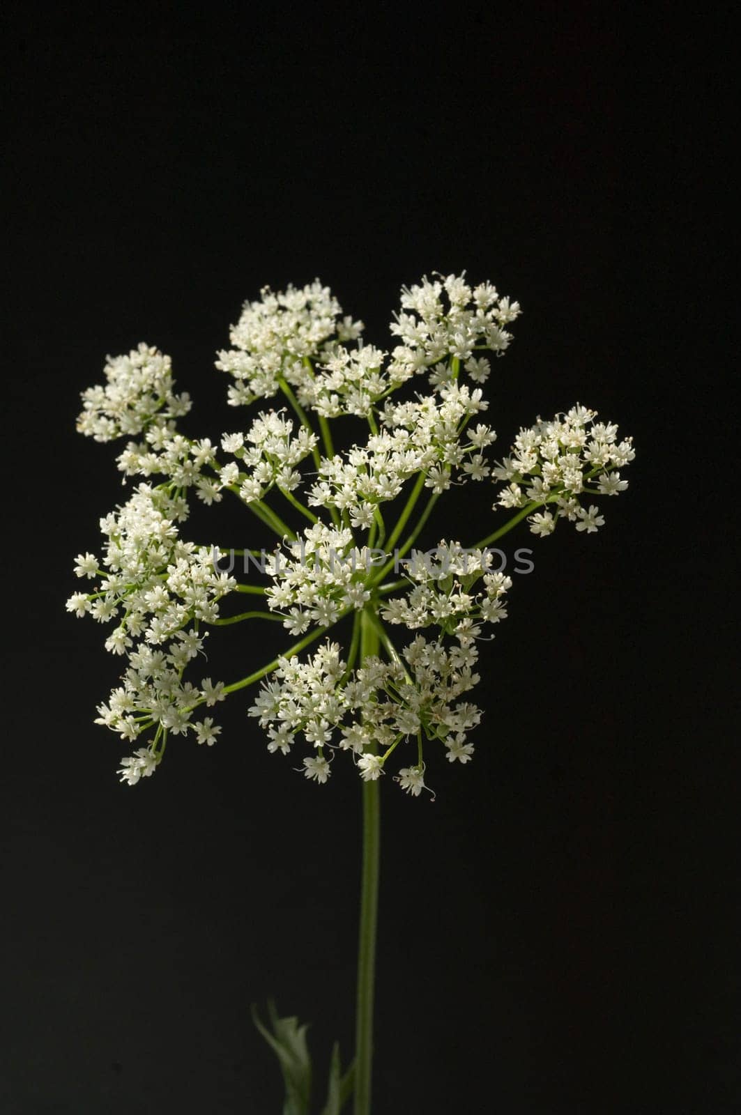Anis  Pimpinella anisum  Anisbluete