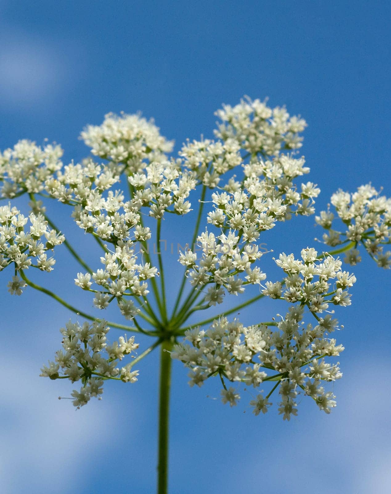 Anis  Pimpinella anisum  Anisbluete