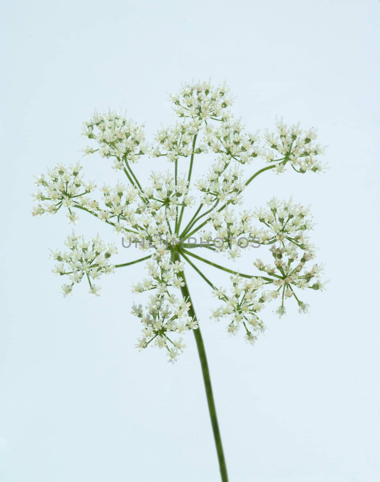 Anis, Pimpinella anisum