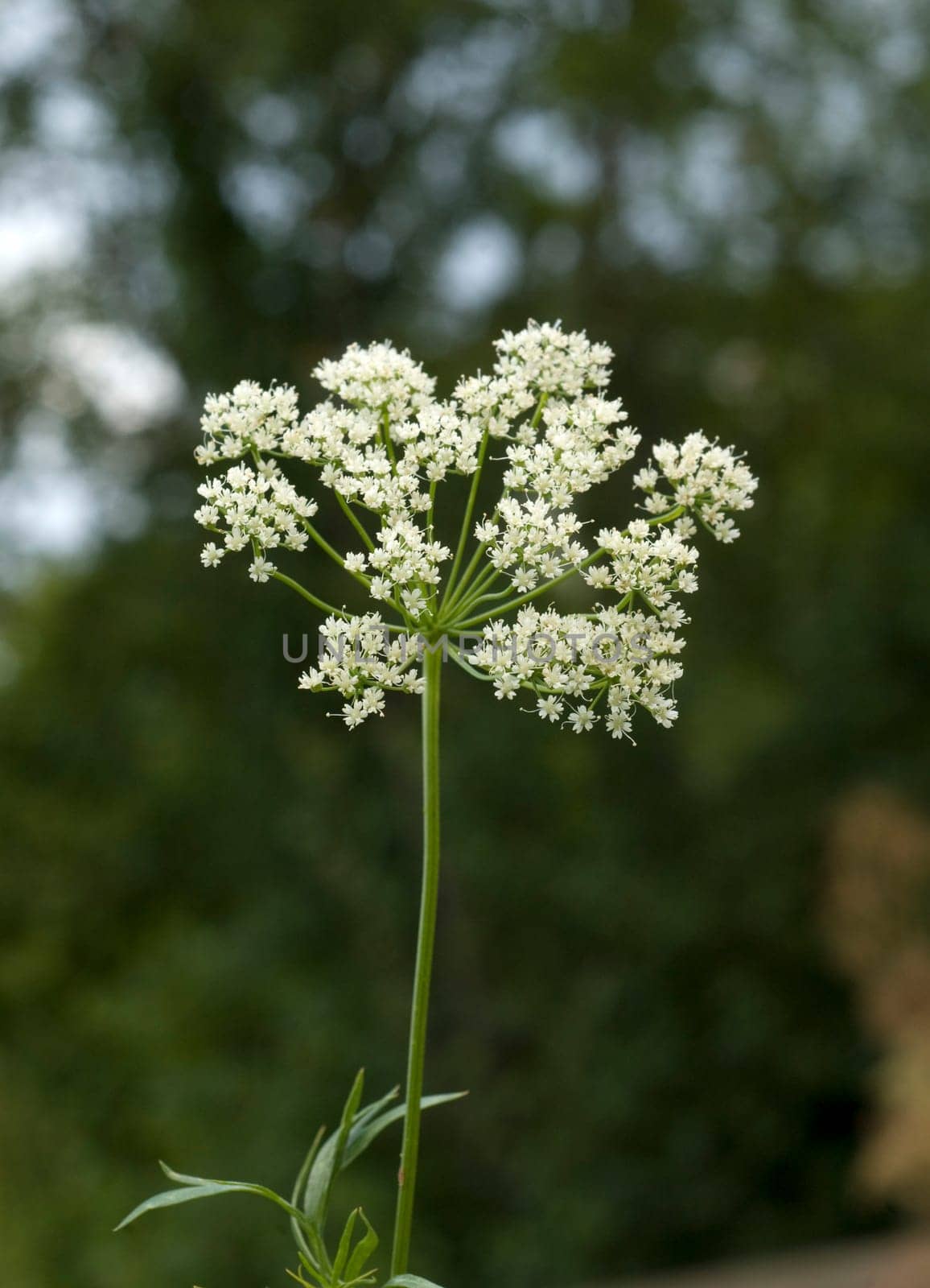Anis  Pimpinella anisum  Anisbluete