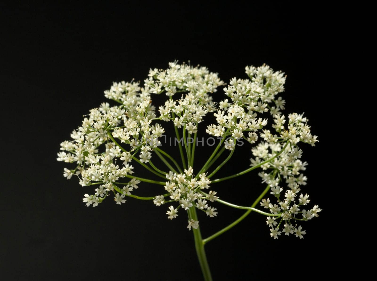 Anis  Pimpinella anisum  Anisbluete