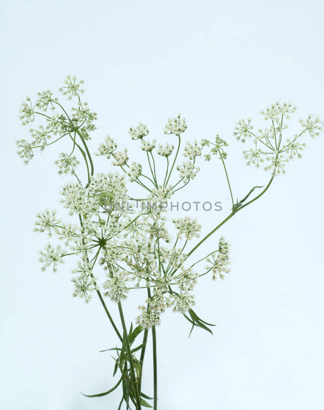 Anis, Pimpinella anisum