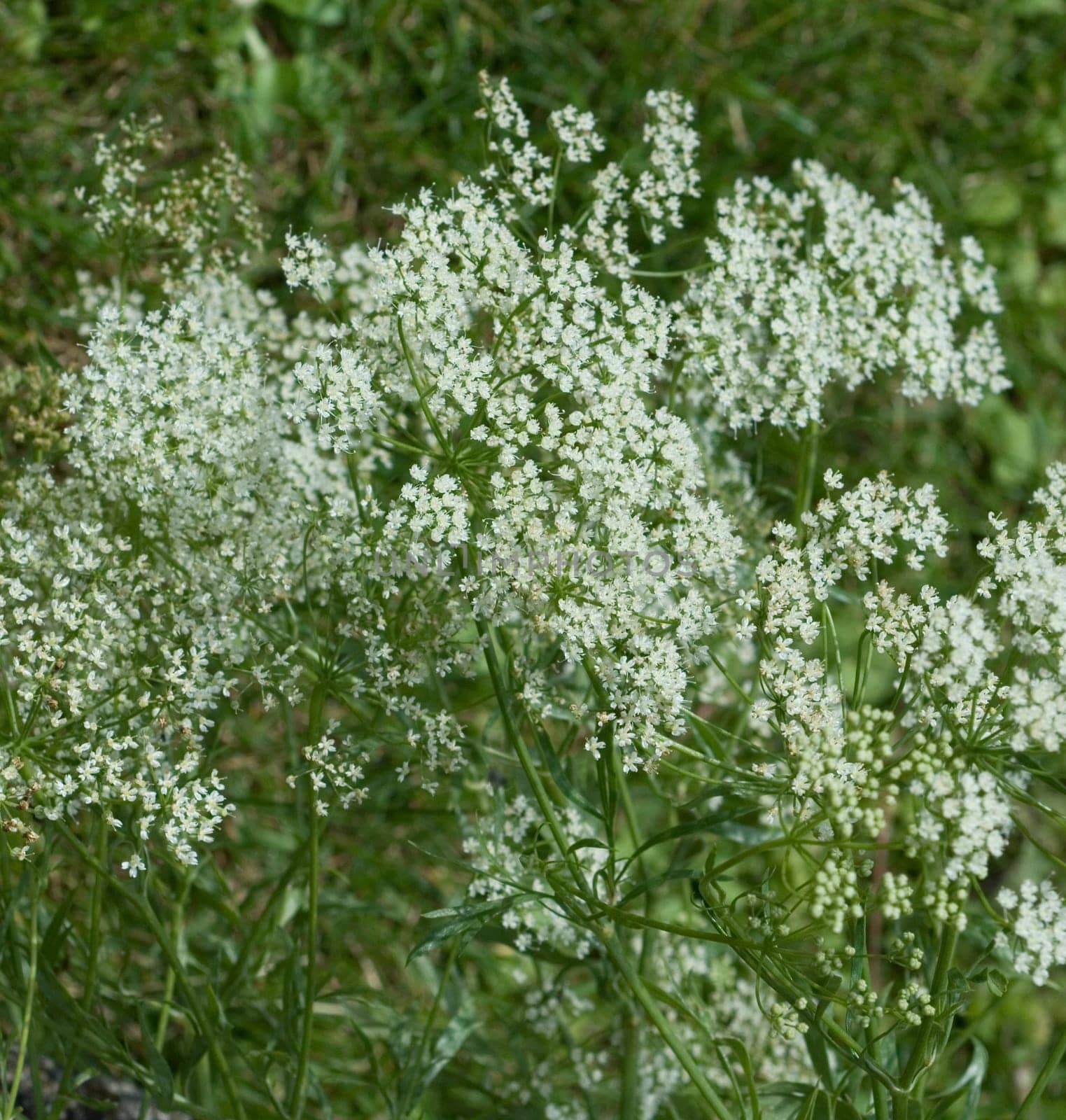 Anis  Pimpinella anisum  Anisbluete