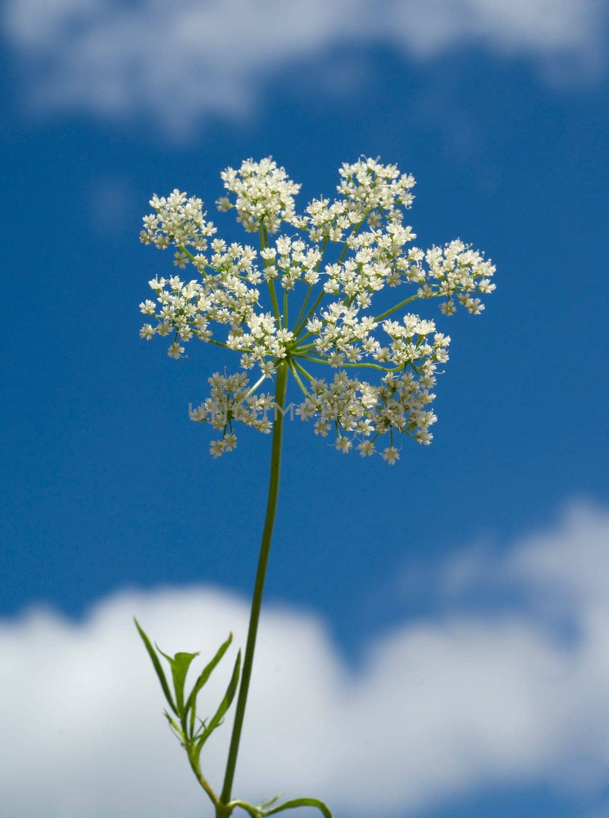 Anis, Pimpinella, anisum, - DEU, Deutschland