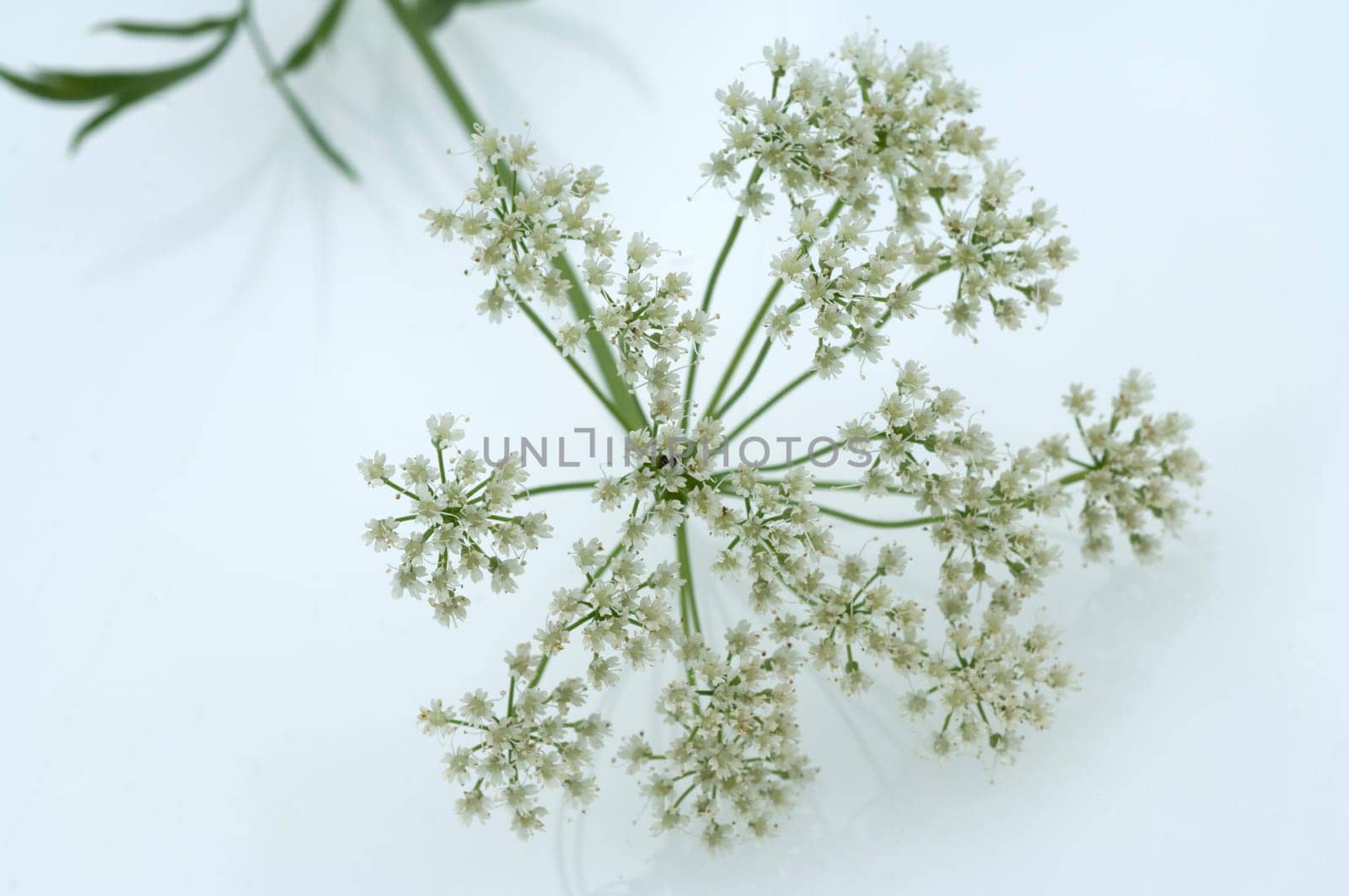 Anis  Pimpinella anisum  Anisbluete