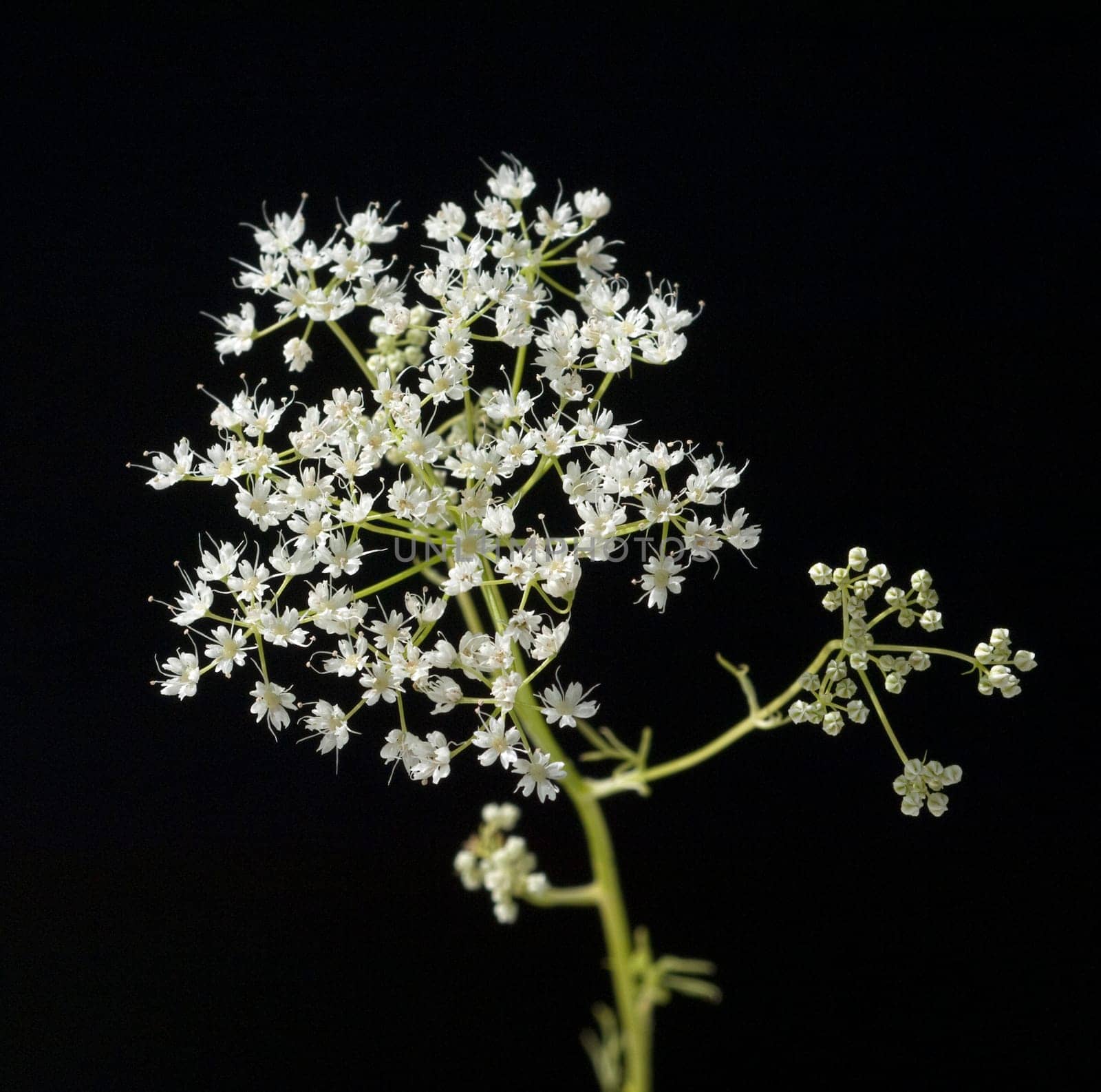 Anis, Pimpinella, anisum, - DEU, Deutschland