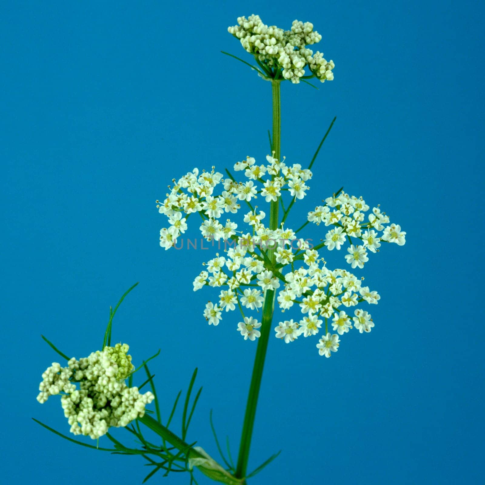 Anis  Pimpinella anisum