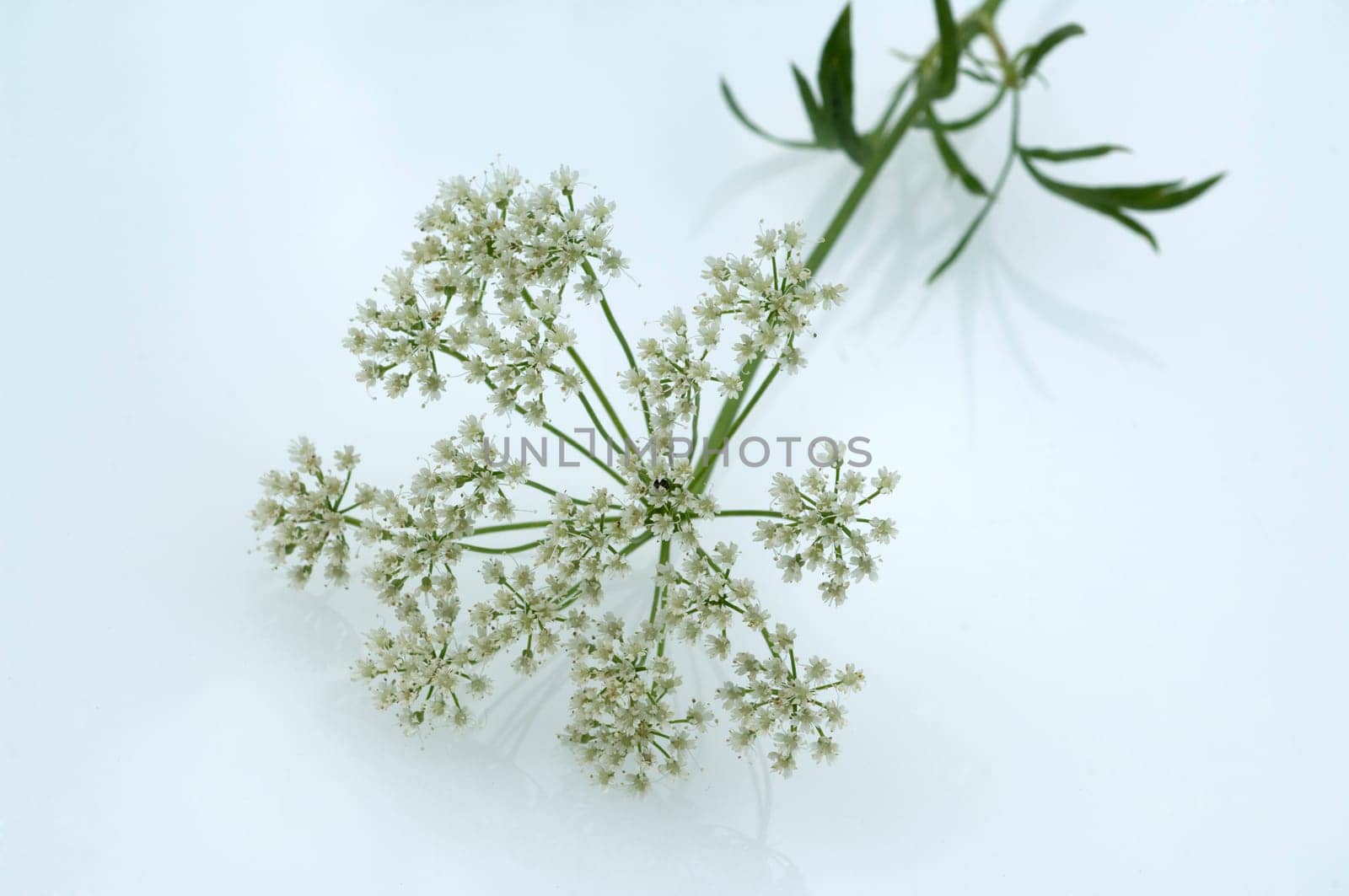 Anis, Pimpinella, anisum, - DEU, Deutschland
