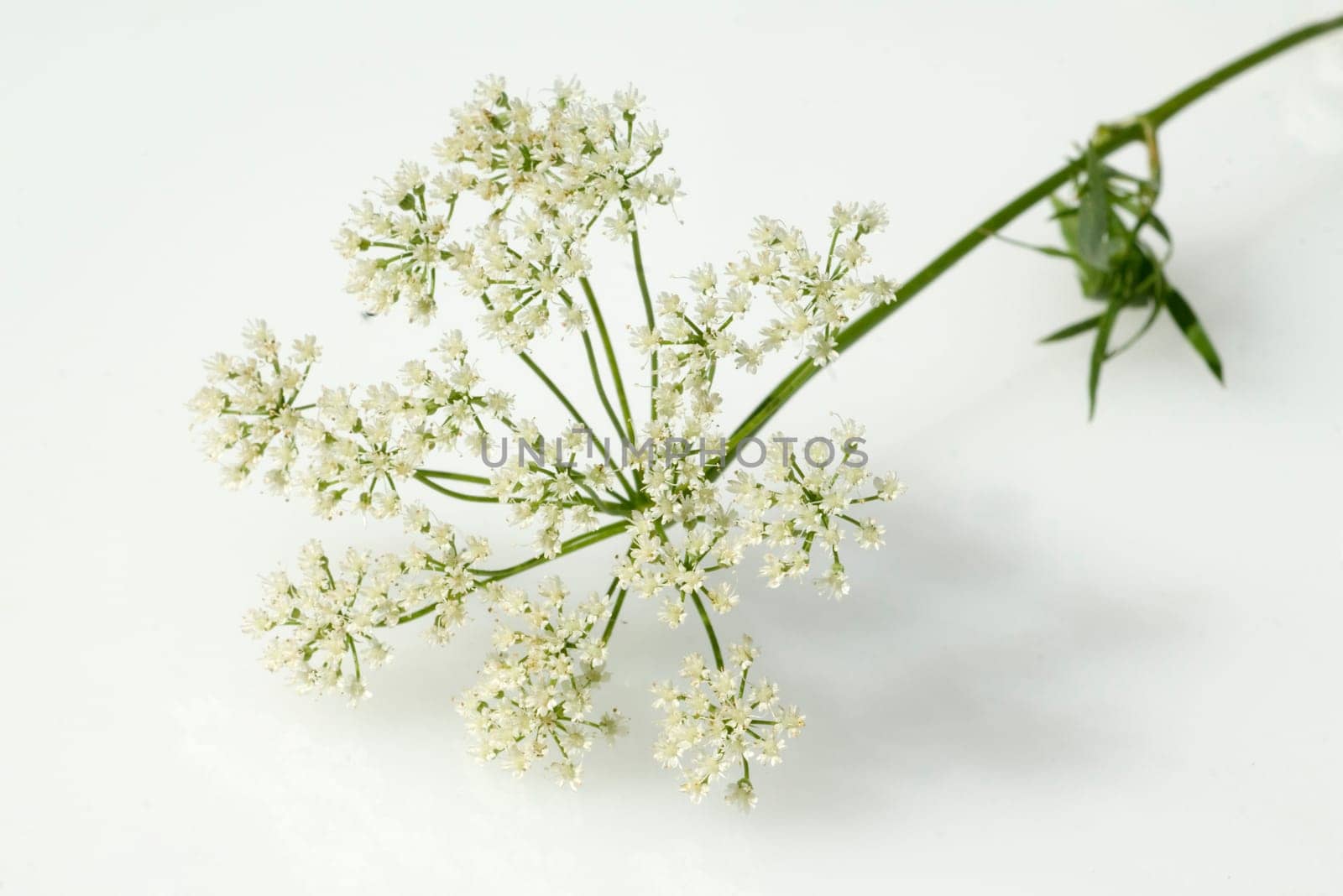 Anis  Pimpinella anisum  Anisbluete