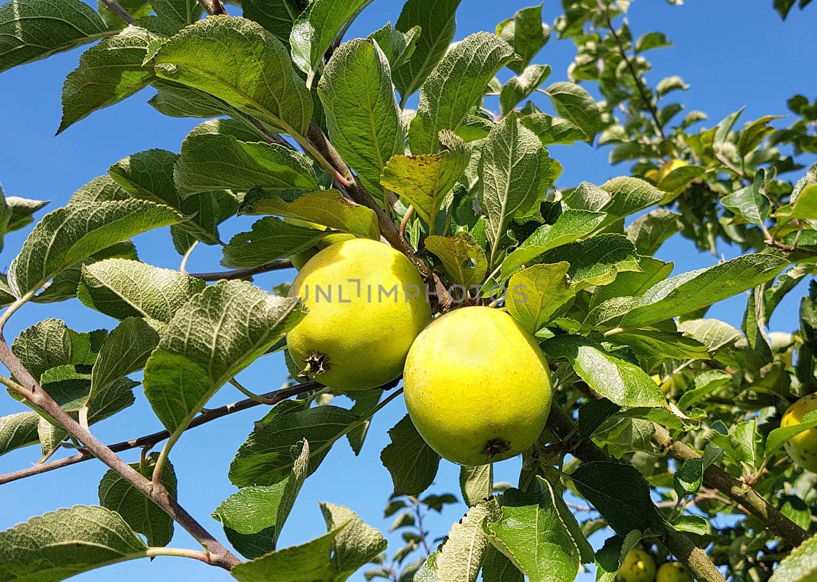 Ananasrenette, Herzapfel, Apfel, Malus, domestica, Alte Apfelsorte