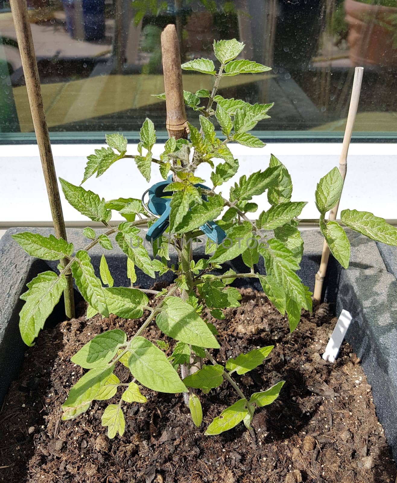 Tomaten, Lycopersicon, esculentum, Keimling