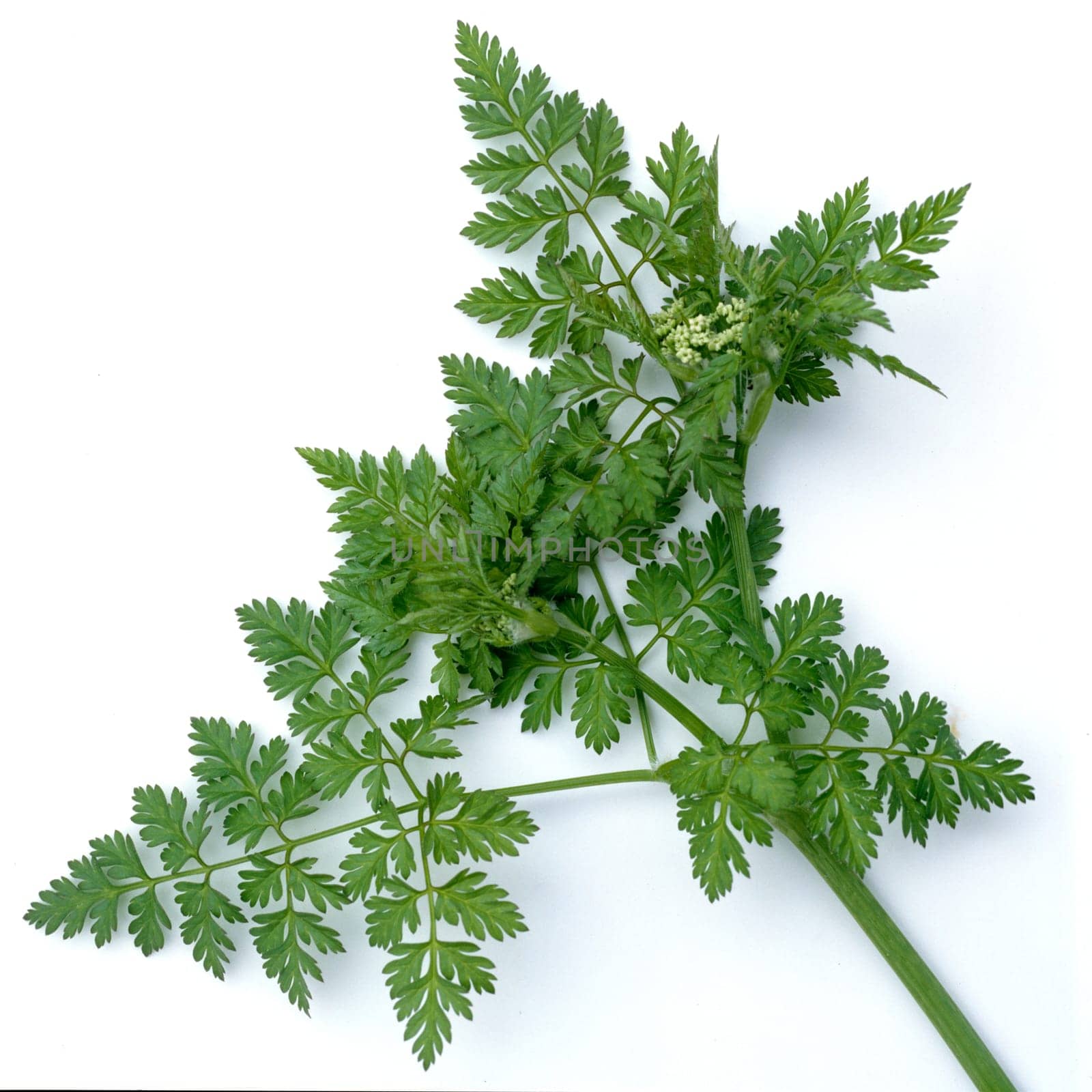 Anis, Pimpinella, anisum, - DEU, Deutschland