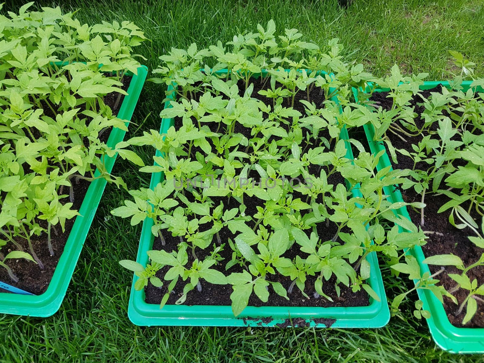 Tomaten  Lycopersicon  esculentum  Gemuese  Keimling