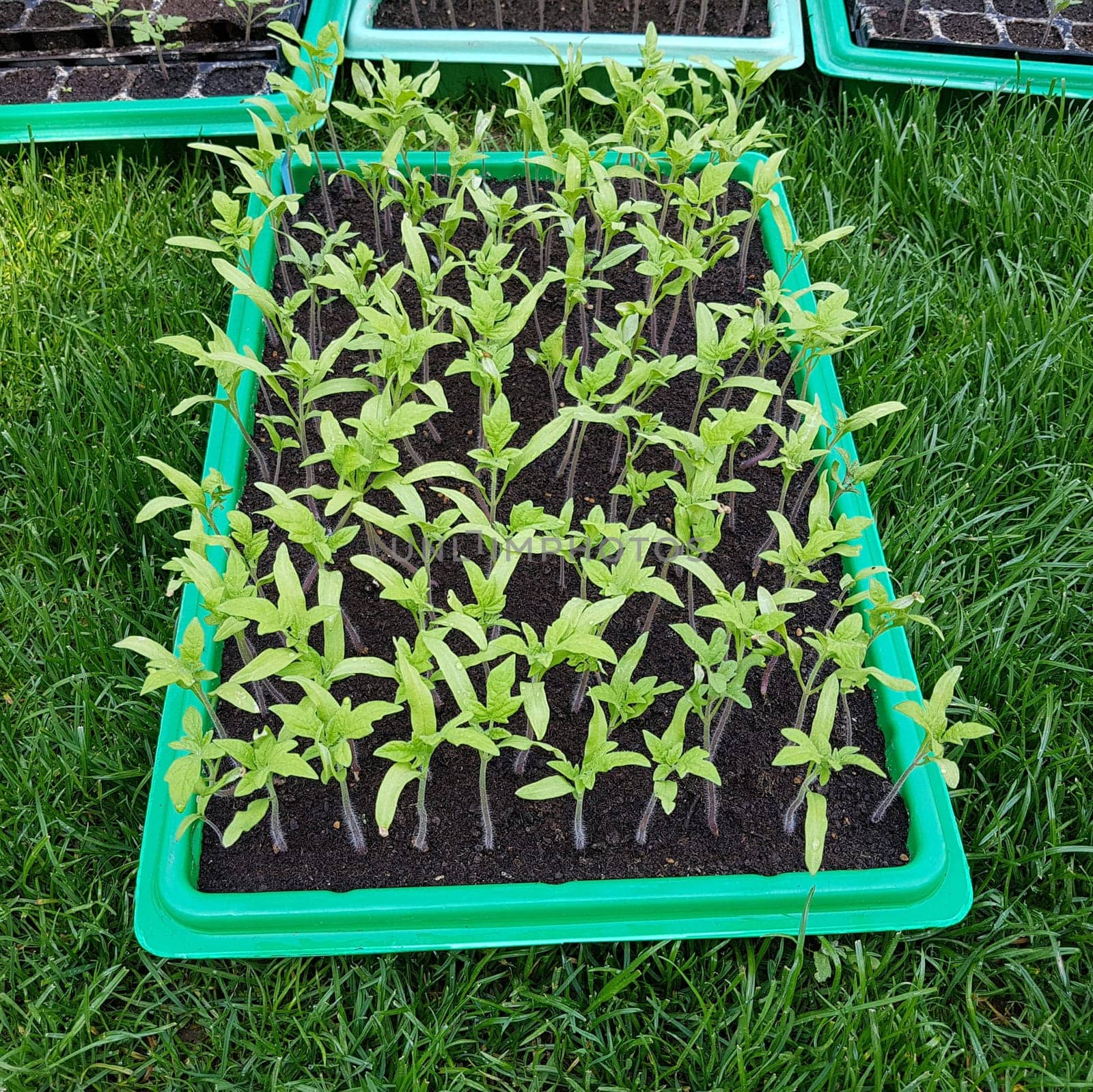 Tomaten  Lycopersicon  esculentum  Gemuese  Keimling