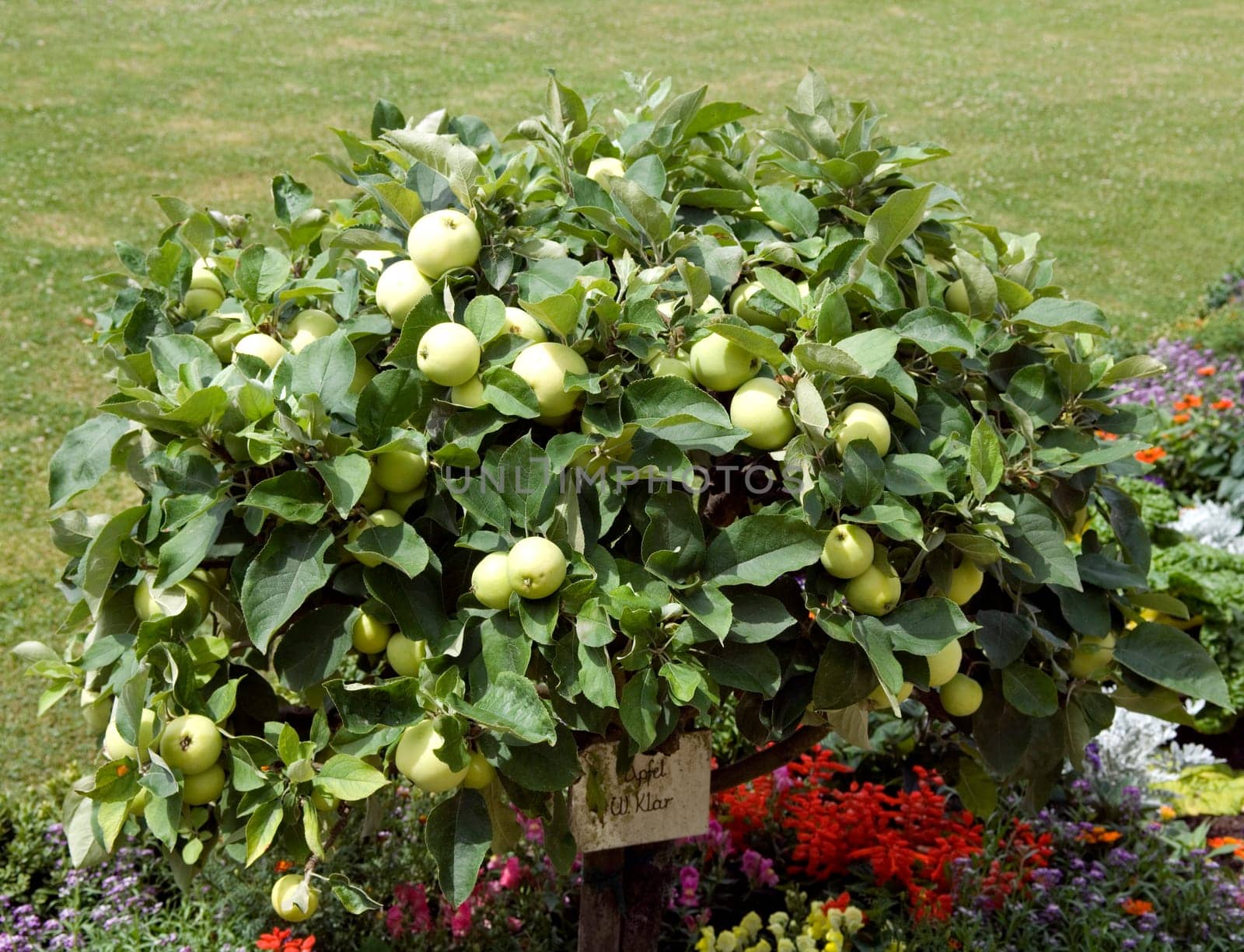 Apfel, Weisser Klarer