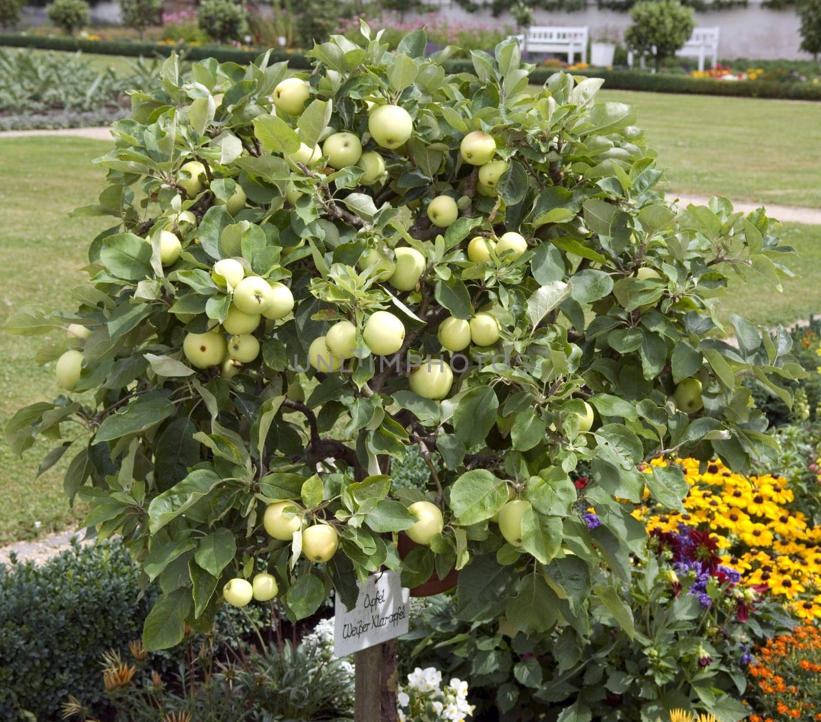 Apfel, Weisser Klarer, Zwergapfelbaum, Blumenkuebel, Apfelsorte, Apfel, Kernobst, Obst