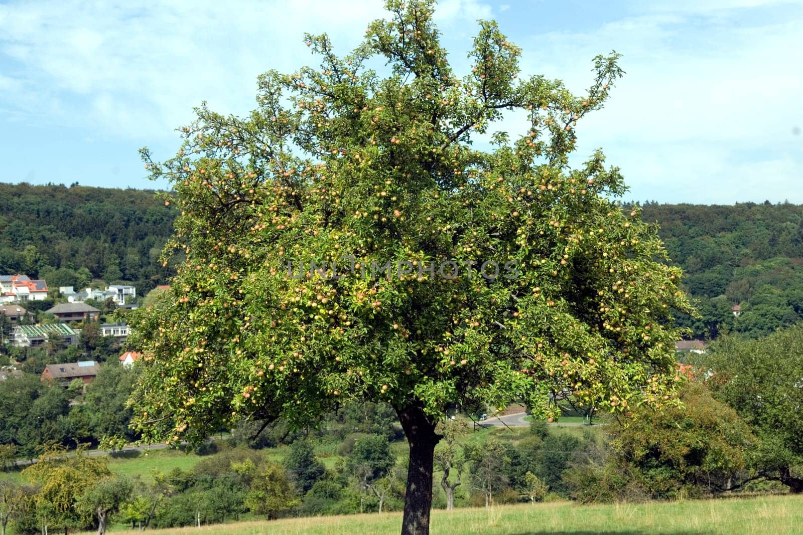 Apfelbaum