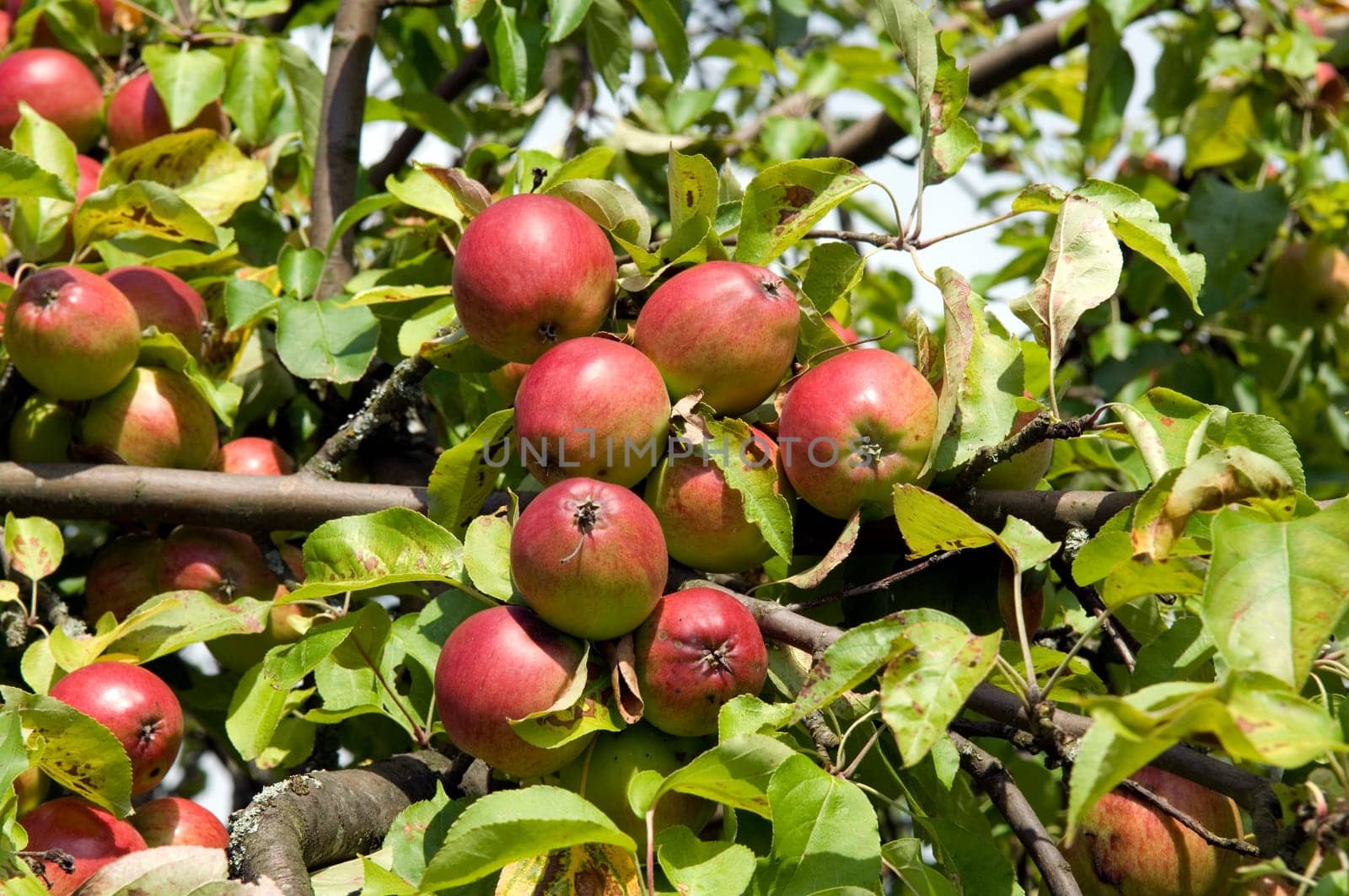 Apfelbaum, Ast, Aepfel, rot