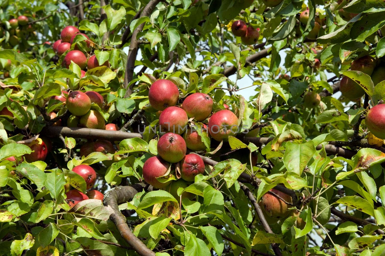 Apfelbaum, Ast, Aepfel
