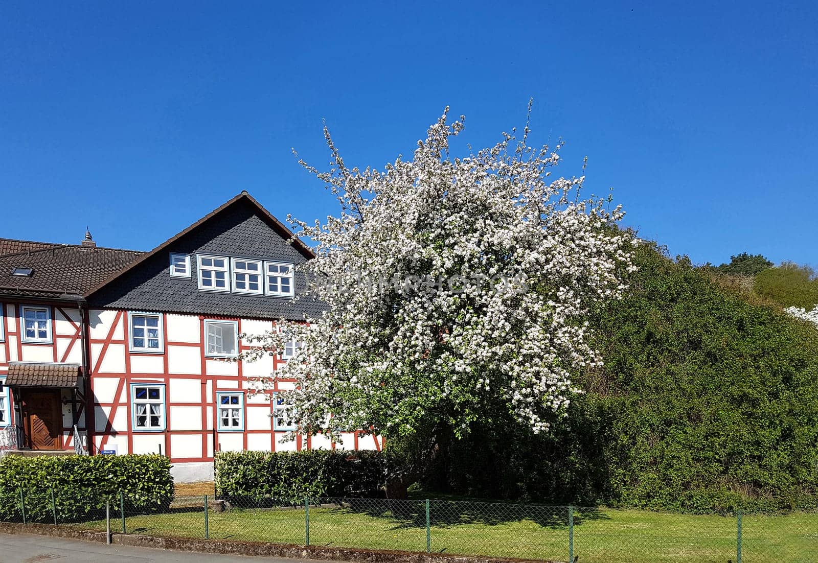 Apfelbaumbluete, Apfelbaum, Apfelbluete
