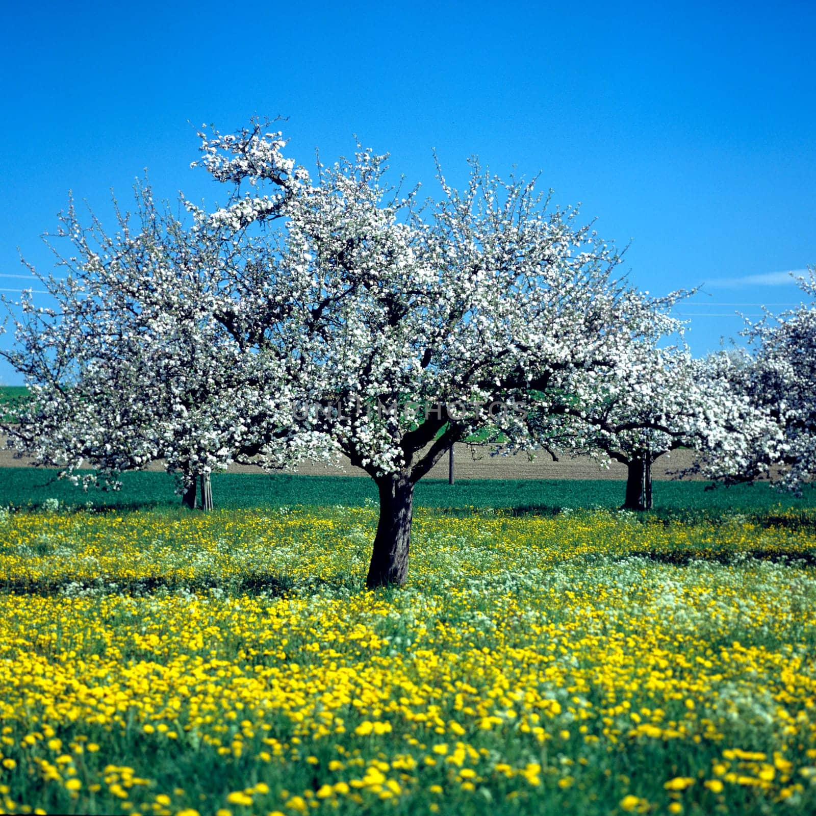 Apfelbaum, Apfelbluete, Heilpflanzen, Fruechte, Obst,  -