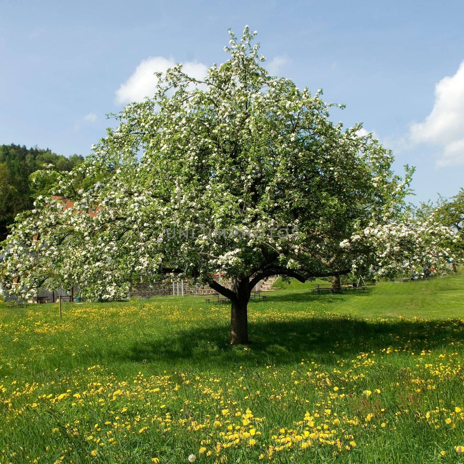 Apfelbaumbluete