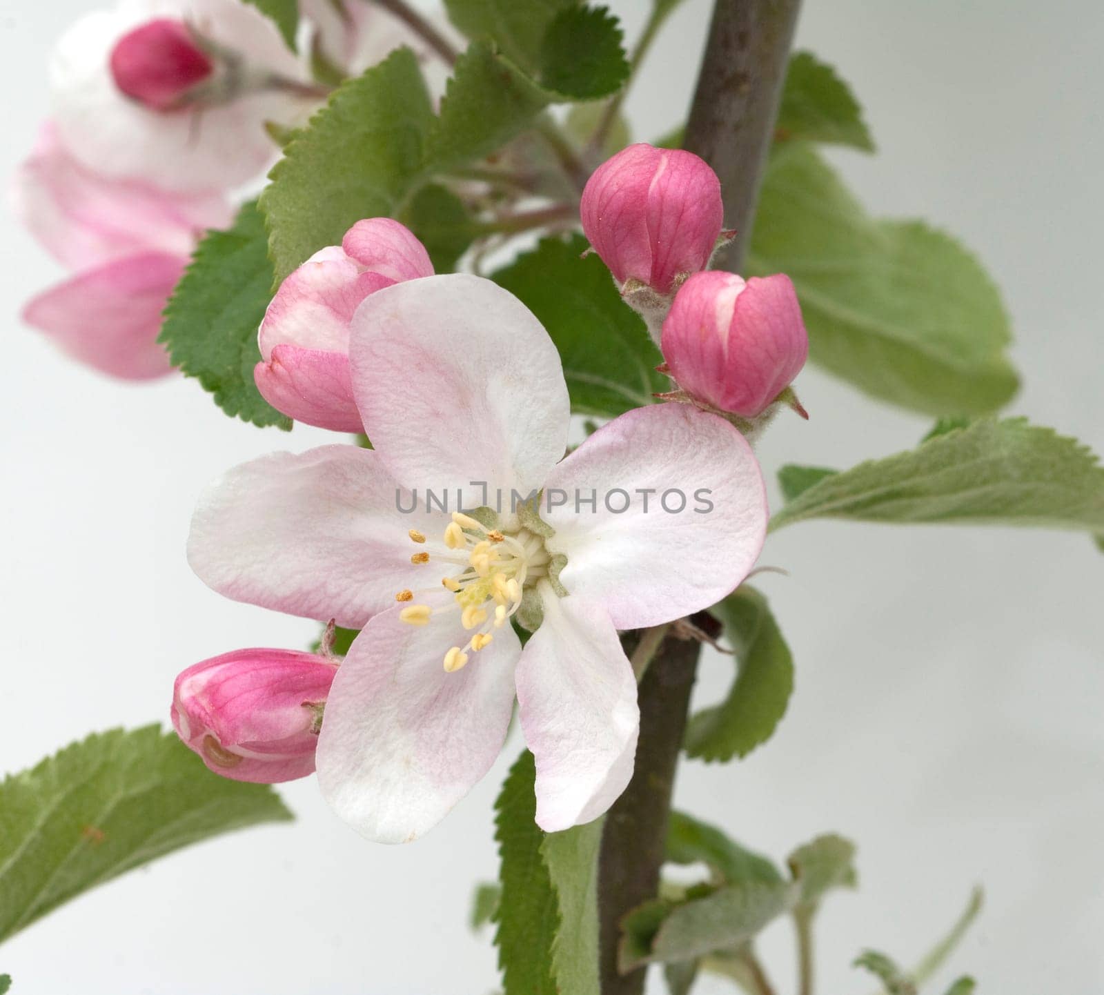 Apfelblueten  Malus