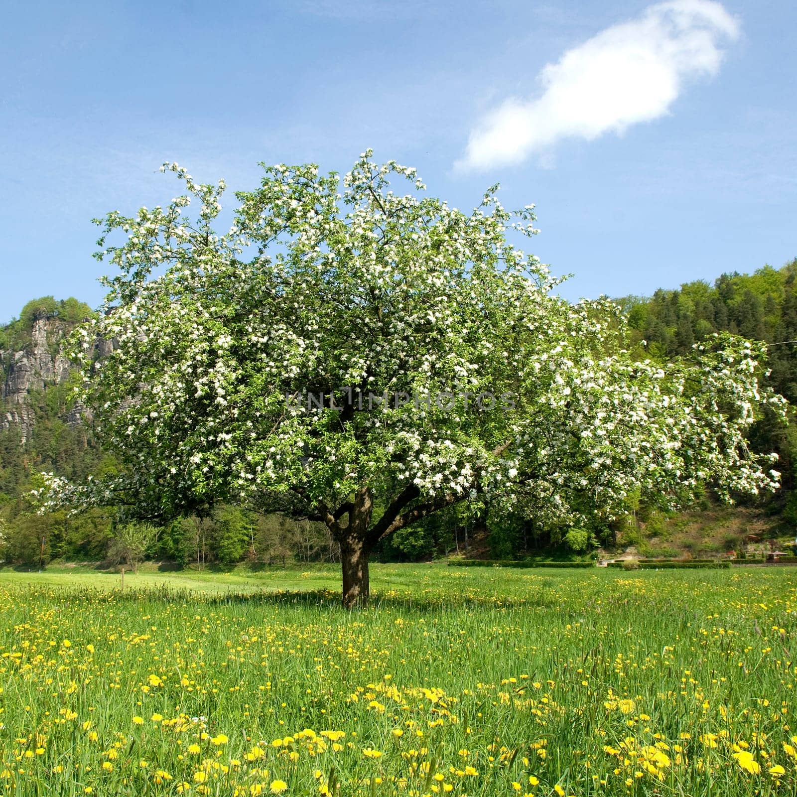 Apfelbluete, Malus, domestica