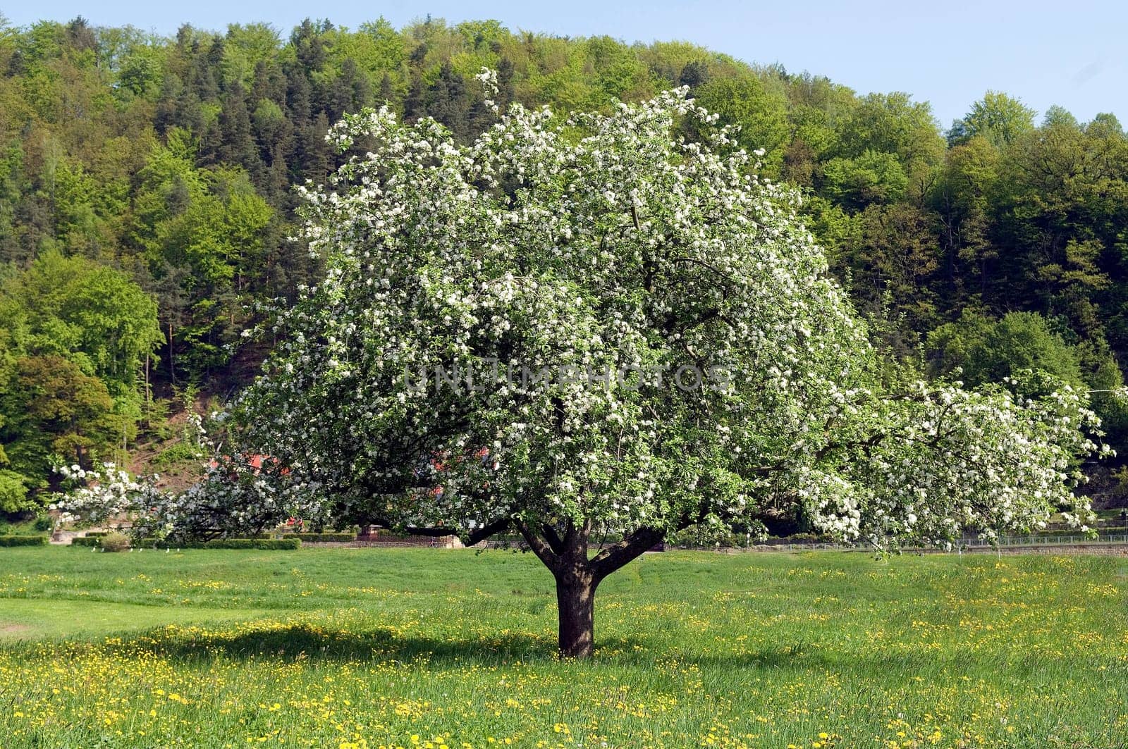 Apfelbluete, Malus, domestica