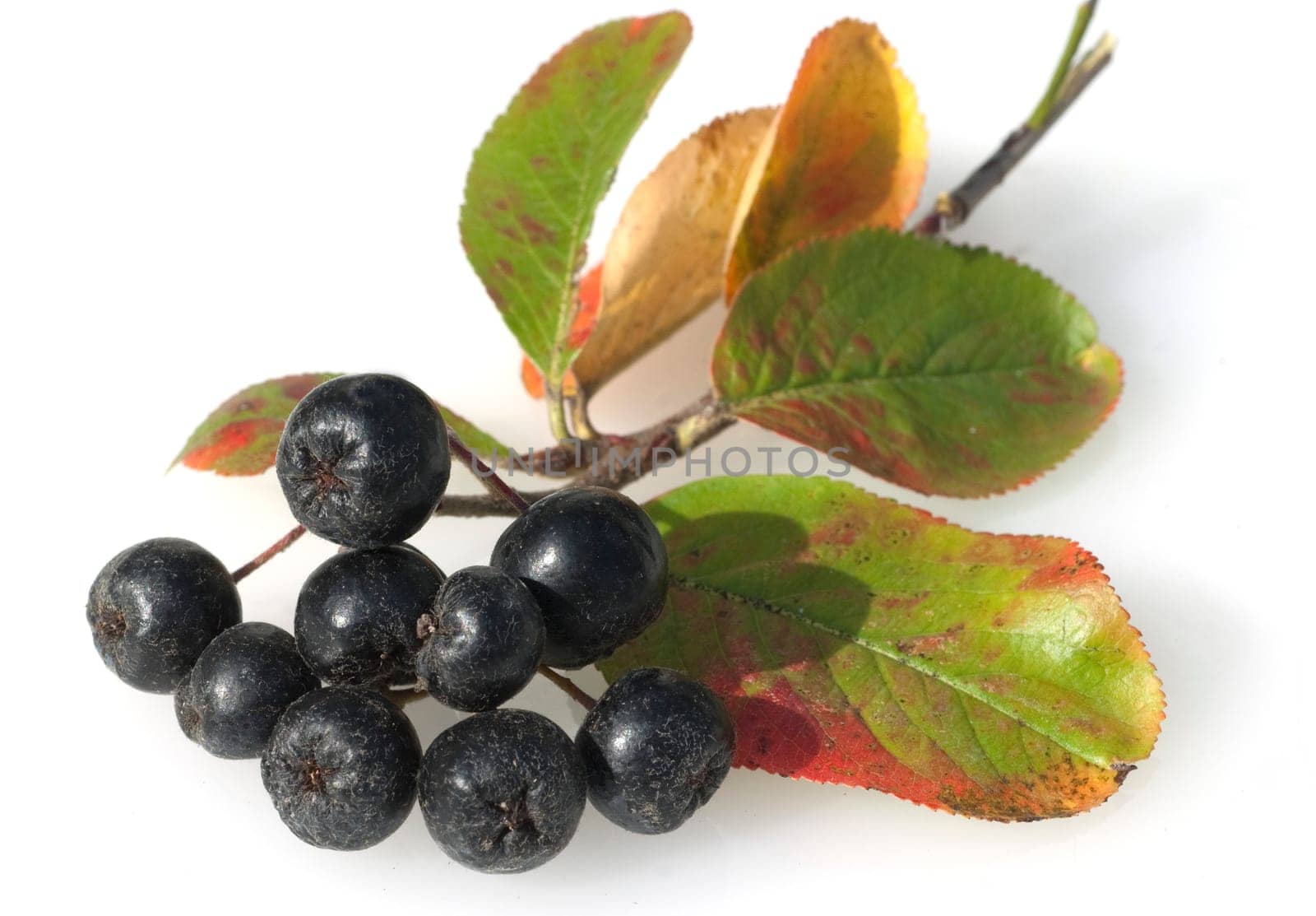Apfelbeere, Aronia, Schwarze, Apfelbeeren, Zwergvogelbeere
