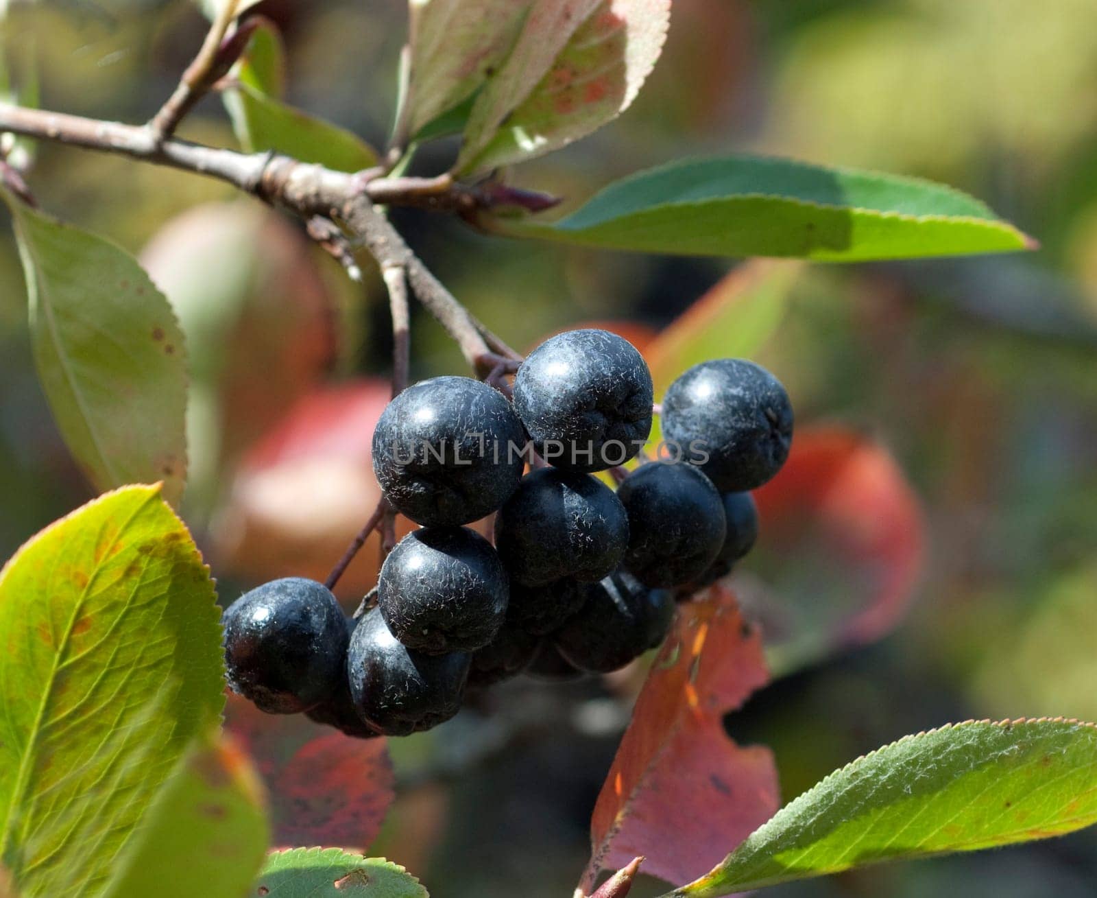 Apfelbeere, Aronia, Schwarze, Apfelbeeren, Zwergvogelbeere