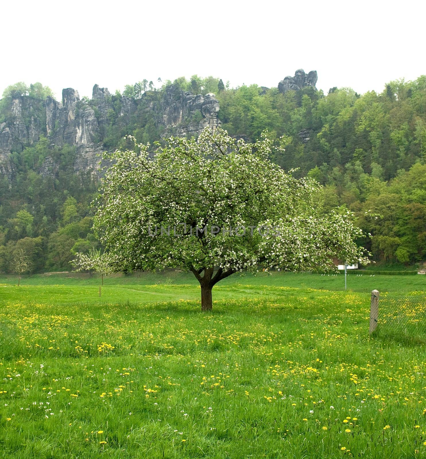 Apfelbluete, Malus, domestica