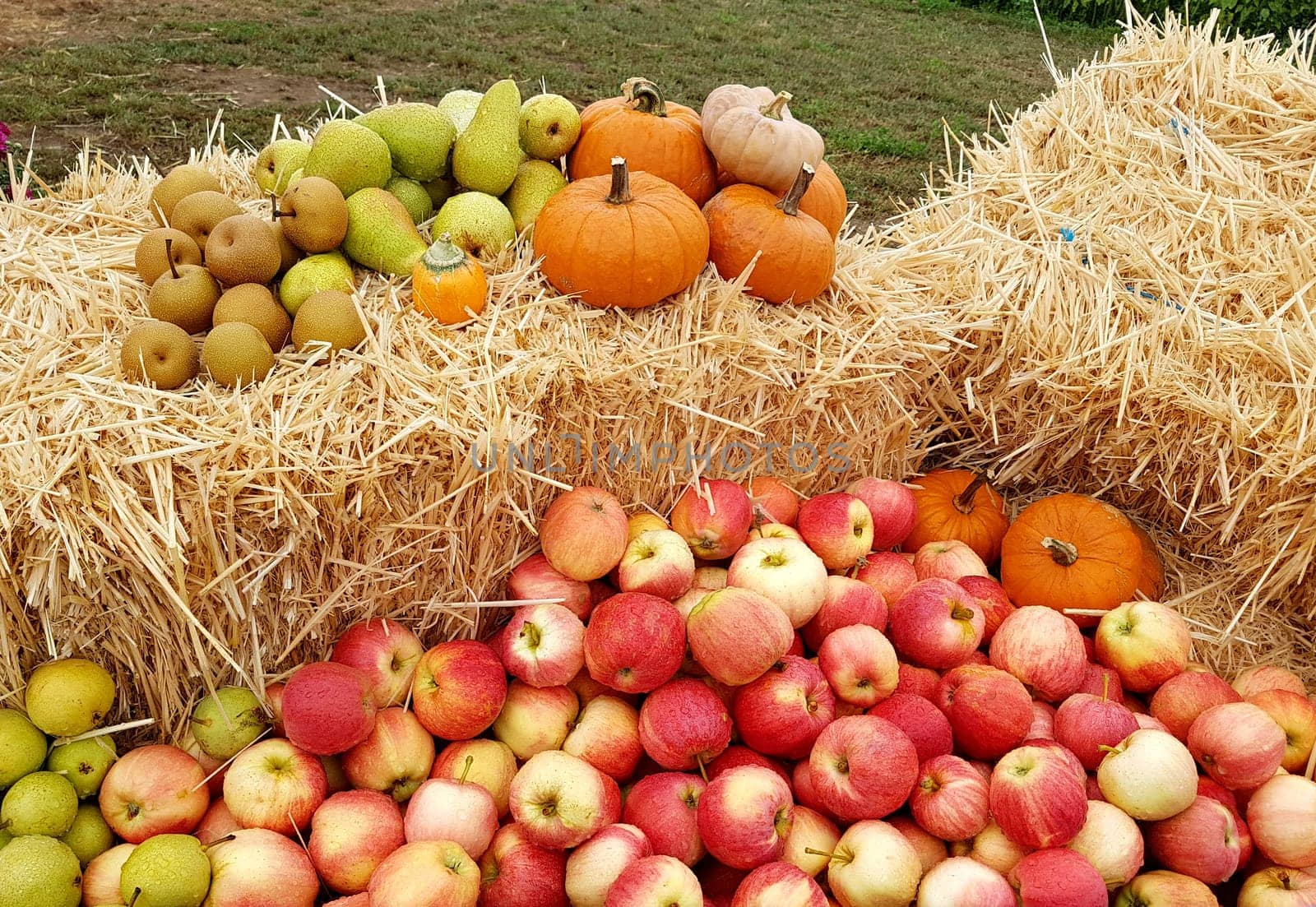 Apfel, Malus domestica ist eine heimische wohlschmeckende Frucht. Apple, Malus domestica is a local, tasty fruit.