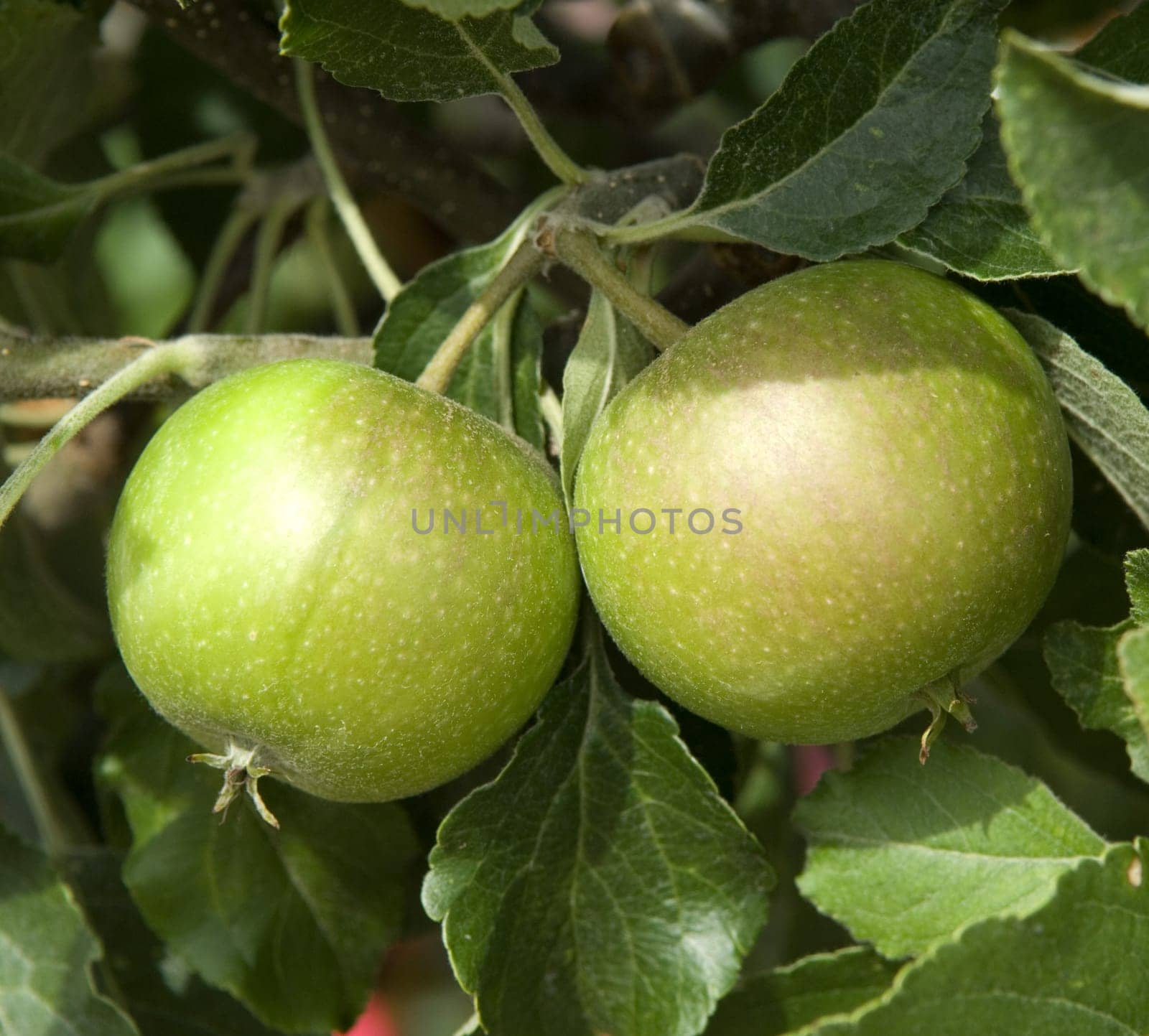 Miniaturapfelbaum, Cox Orange, Apfelsorte, Apfel, Kernobst, Obst