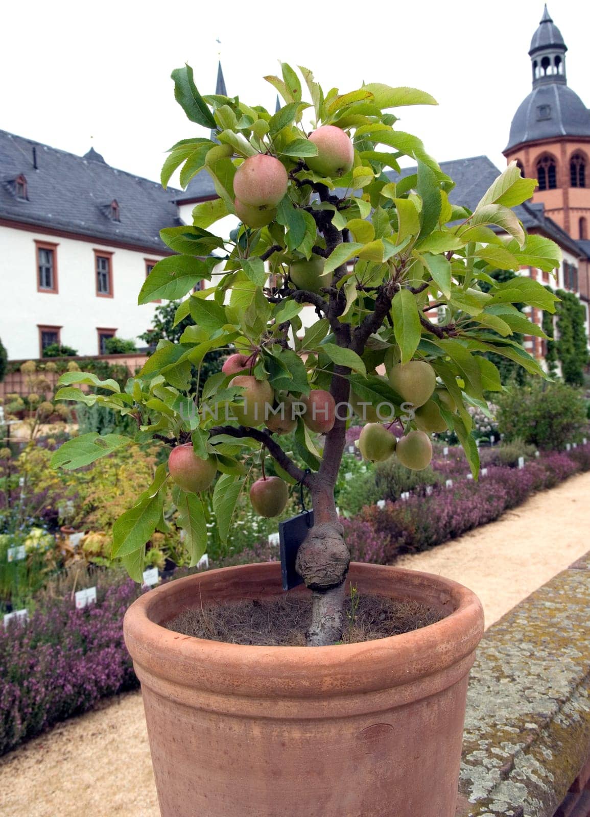 Apfel, Gloster