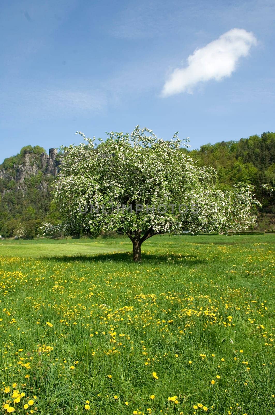 Apfelbaumbluete  Elbsandsteingebirge