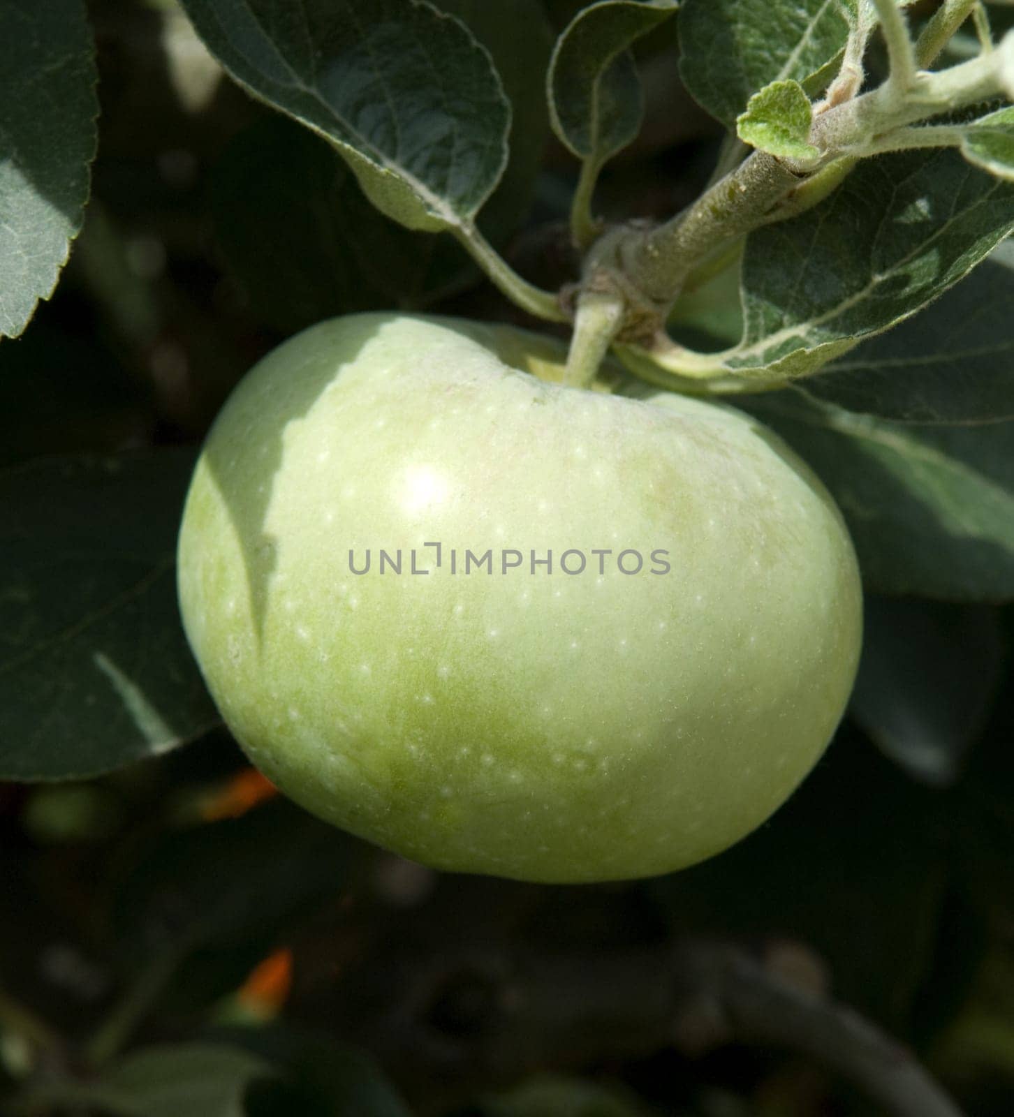 Apfel, Ontario, Apfelsorte, Apfel, Kernobst, Obst