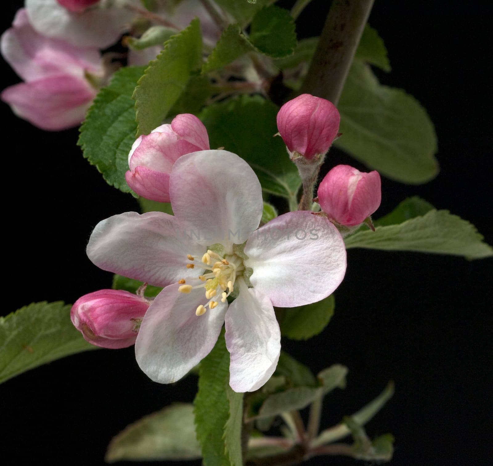 Apfelblueten  Malus